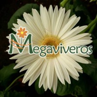 Megaviveros
